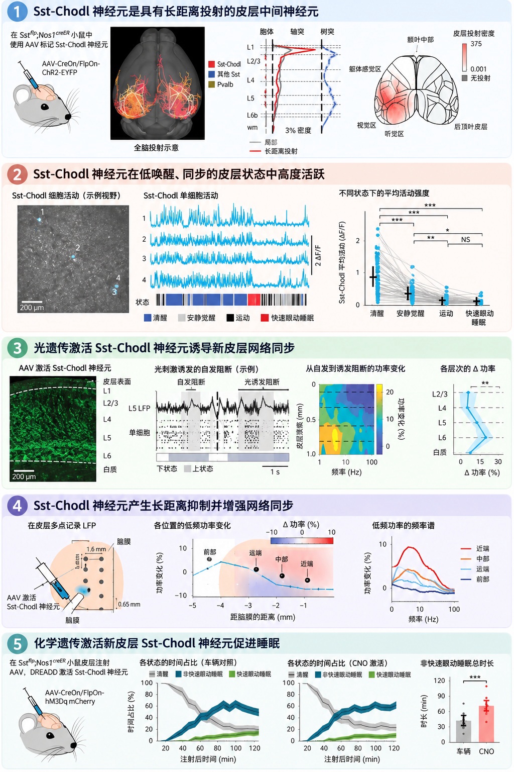 科學家在大腦皮層發現自發引發睡眠的神秘細胞