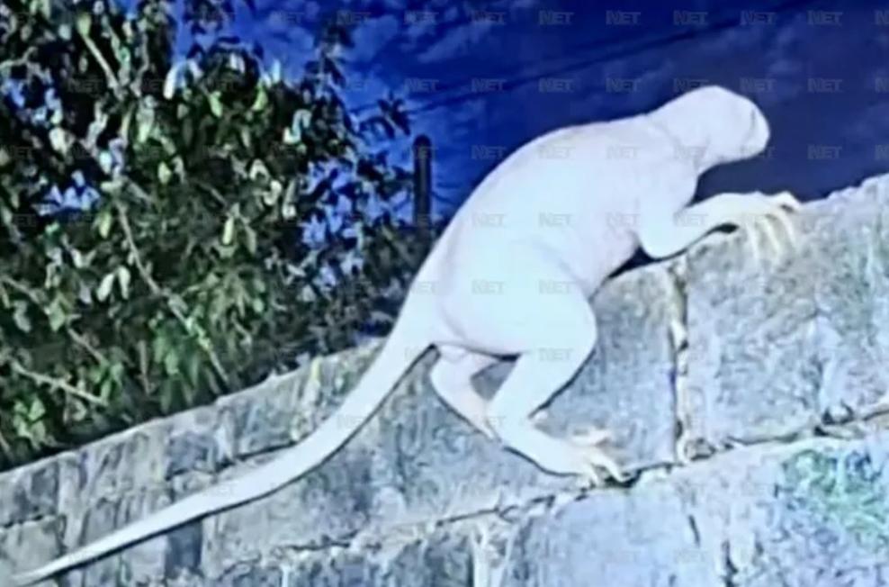 美墨边境有“神秘生物”出没?身高约70厘米、两条腿走路,智力超群_凤凰网